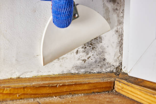 Best Air Quality Testing for Mold Spores  in Otsego, MI