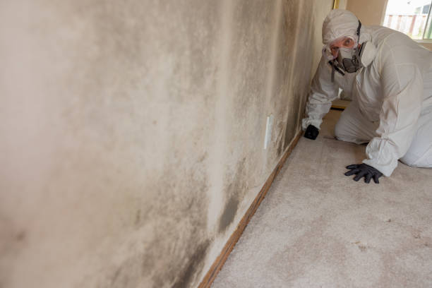 Best Crawl Space Mold Remediation  in Otsego, MI